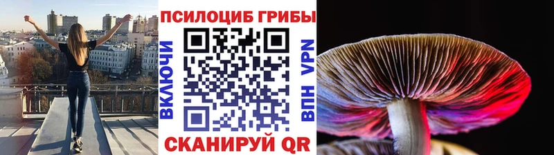 хочу   Яранск  Псилоцибиновые грибы мухоморы 